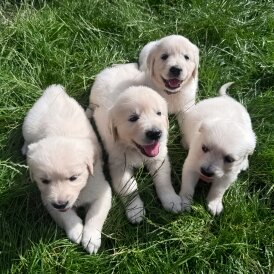 Golden Retriever - Both