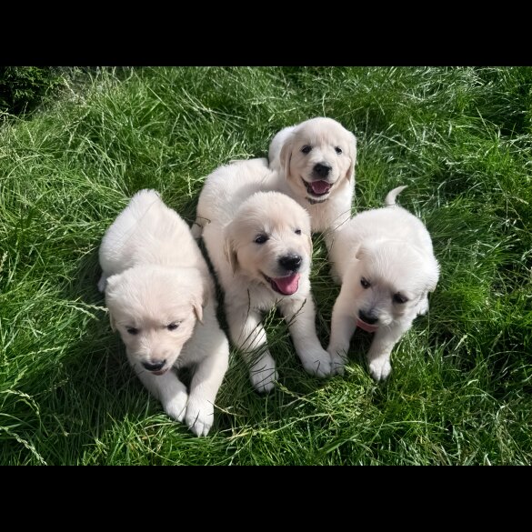Golden Retriever - Both