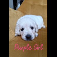 Golden Retriever - Both