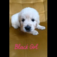 Golden Retriever - Both