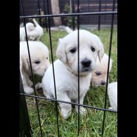 Golden Retriever - Both