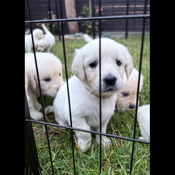 Golden Retriever - Both
