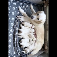 Golden Retriever - Both