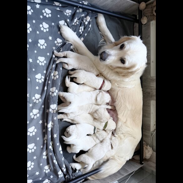 Golden Retriever - Both