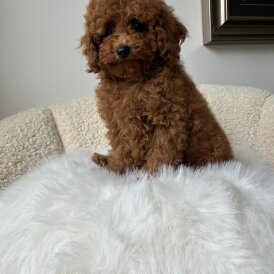 Toy Poodle - Both