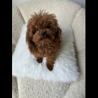 Toy Poodle - Both