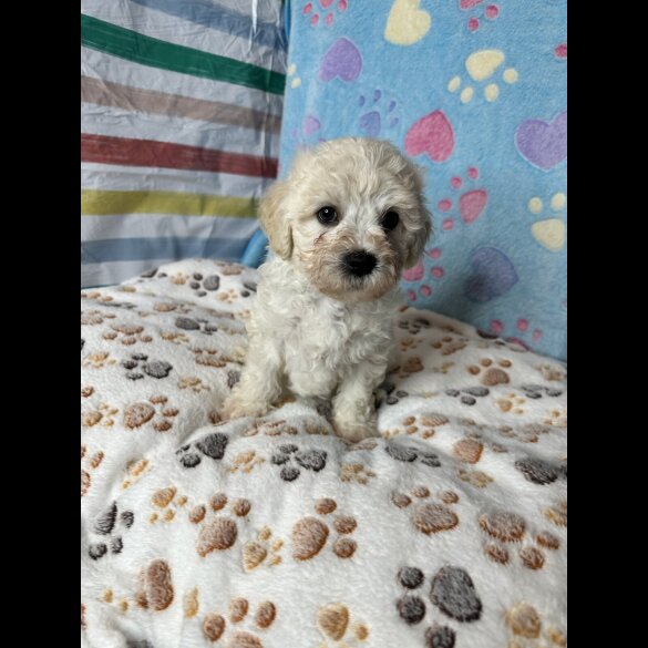 Cavachon - Both