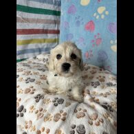 Cavachon - Both
