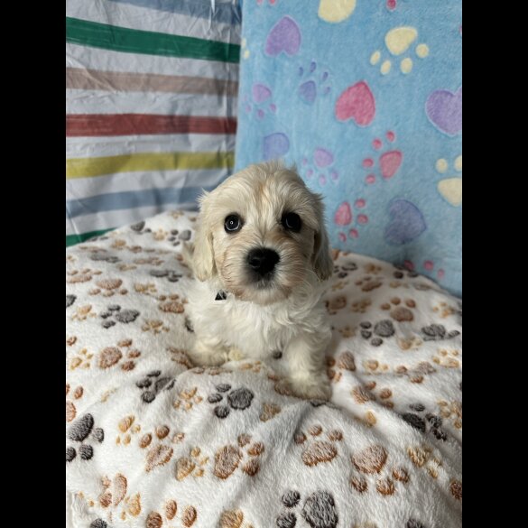Cavachon - Both