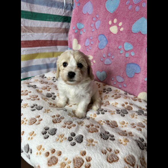 Cavachon - Both