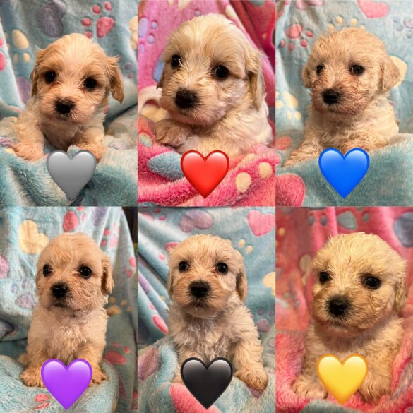 Cavachon - Both