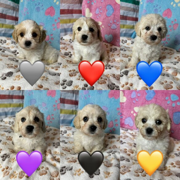 Cavachon - Both