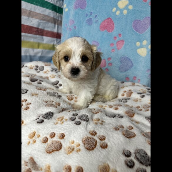 Cavachon - Both