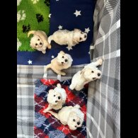 Cavachon - Both