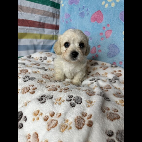 Cavachon - Both