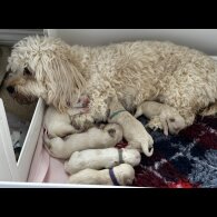 Cavachon - Both