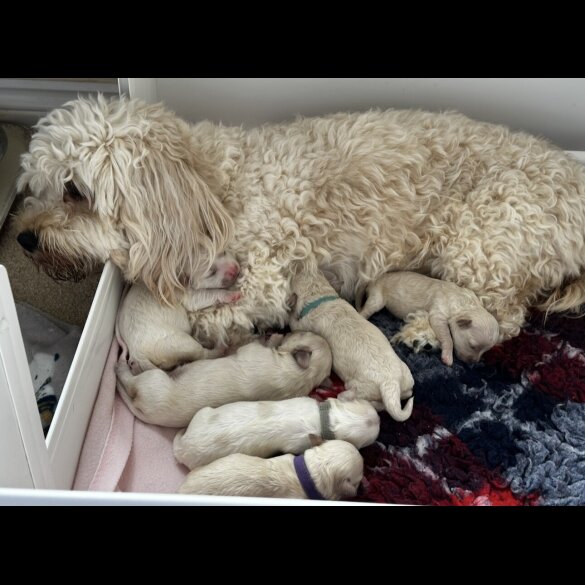 Cavachon - Both