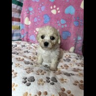Cavachon - Both