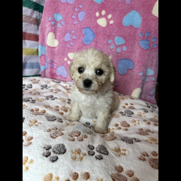 Cavachon - Both