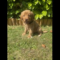 Labrador Retriever - Both