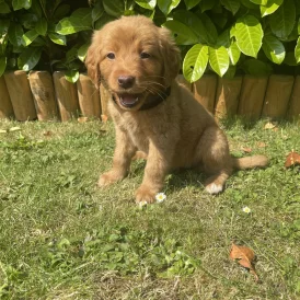 Labrador Retriever - Both