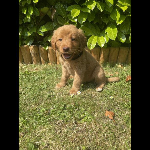 Labrador Retriever - Both