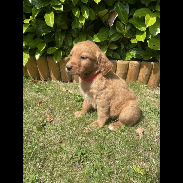 Labrador Retriever - Both