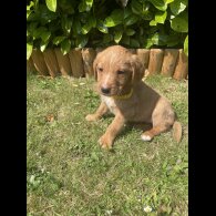 Labrador Retriever - Both