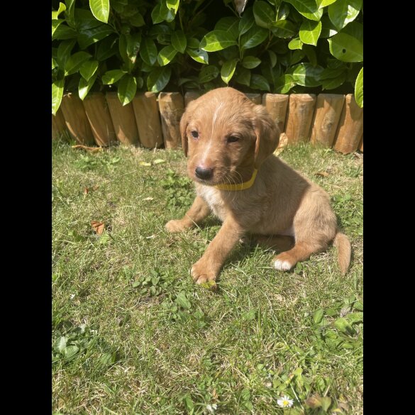 Labrador Retriever - Both