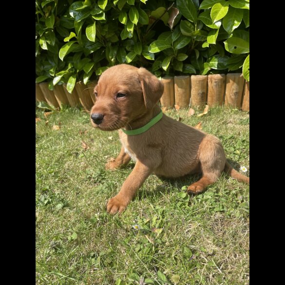 Labrador Retriever - Both
