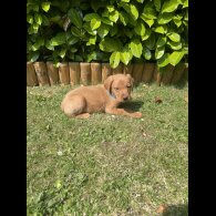 Labrador Retriever - Both