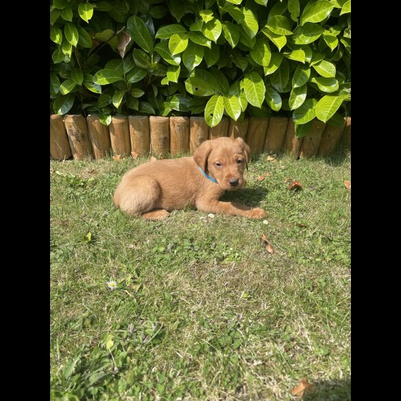 Labrador Retriever - Both