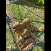 Labrador Retriever - Both