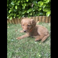 Labrador Retriever - Both