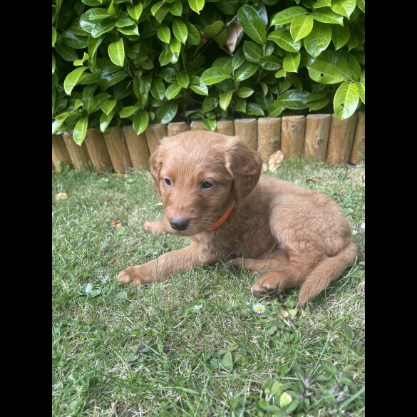 Labrador Retriever - Both