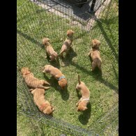 Labrador Retriever - Both