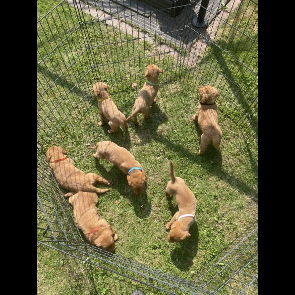 Labrador Retriever - Both