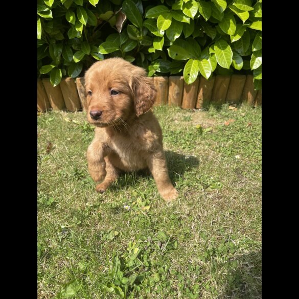 Labrador Retriever - Both