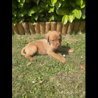 Labrador Retriever - Both