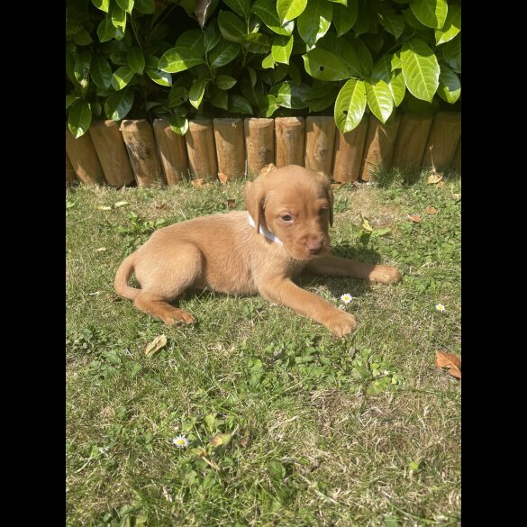 Labrador Retriever - Both