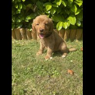 Labrador Retriever - Both
