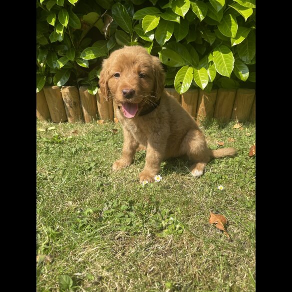 Labrador Retriever - Both