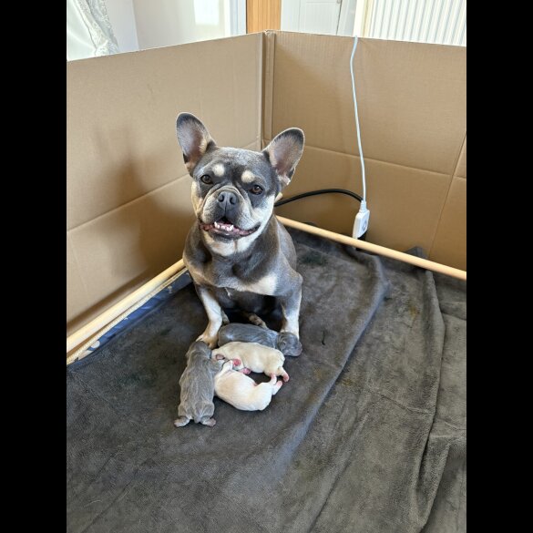 French Bulldog - Both
