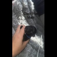 French Bulldog - Both