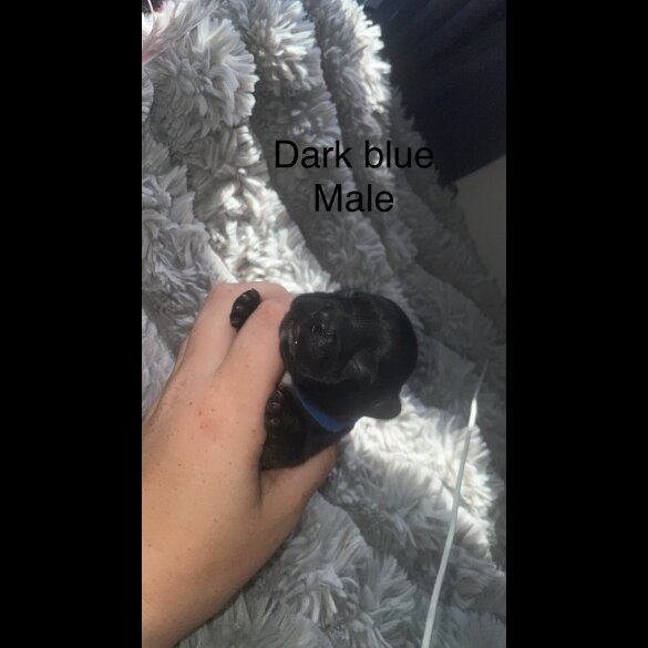 French Bulldog - Both