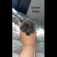 French Bulldog - Both