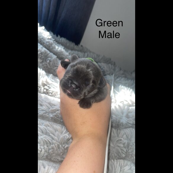 French Bulldog - Both