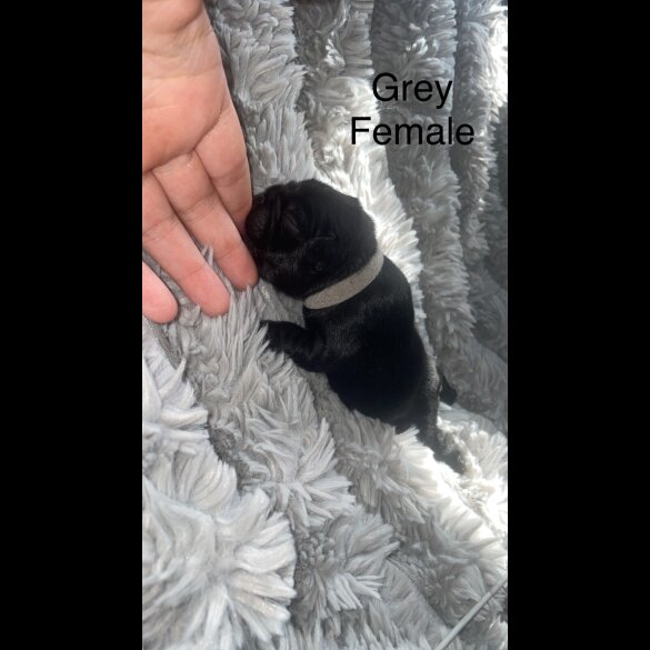 French Bulldog - Both