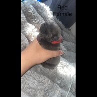 French Bulldog - Both