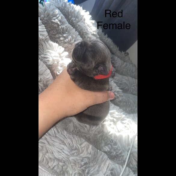 French Bulldog - Both